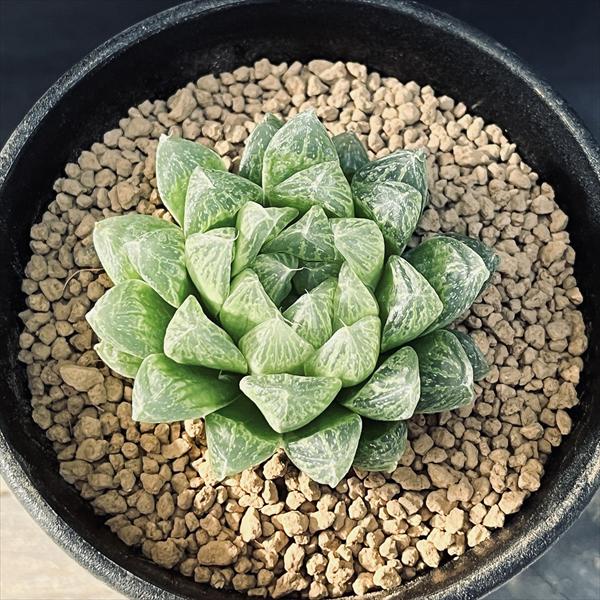 多肉植物　ハオルチア　オブツーサ ☆特価☆多肉植物：ハオルチア 光るオブツーサ*M 幅5cm | サボテン