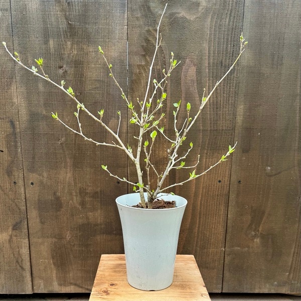 ���ա��̼����͵�����ޥ�٥꡼ �������åȥ�她*5�桡���μ�