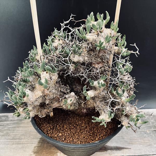 ǥå쥳ɥ󡡥ƥ顼ĥʪ*23ʡʸ¤ꡡȯ