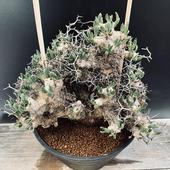 ǥå쥳ɥ󡡥ƥ顼ĥʪ*23ʡʸ¤ꡡȯ