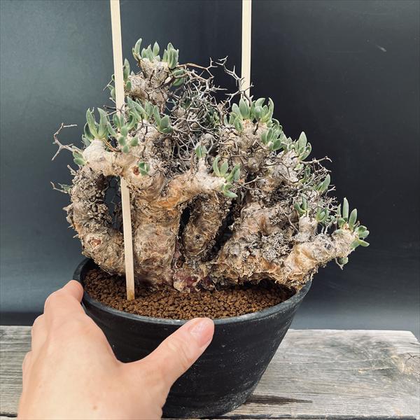 コーデックス：チレコドン レティキュラーツス 万物想*幅23cm 現品