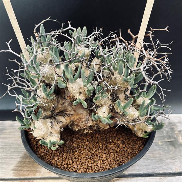 �����ǥå��������쥳�ɥ󡡥�ƥ�����顼�ĥ�����ʪ��*��17��������ʡ����ʸ¤ꡡ��ȯ����