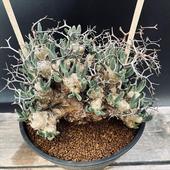 ǥå쥳ɥ󡡥ƥ顼ĥʪ*17ʡʸ¤ꡡȯ