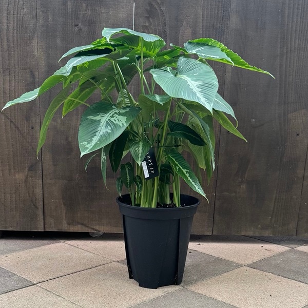 ���տ�ʪ���������ޥ� �����åƥ��� �ץߥ�*8��