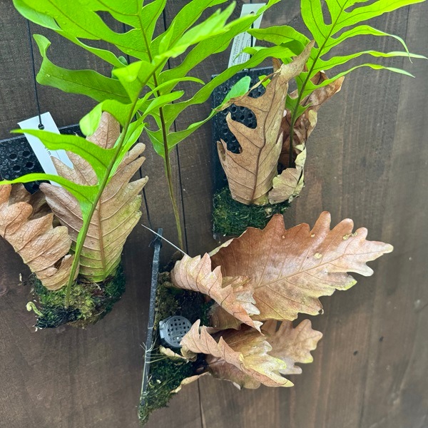シダ植物 観葉植物：ドリナリア クエルシフォリア*プラ板吊り | 観葉