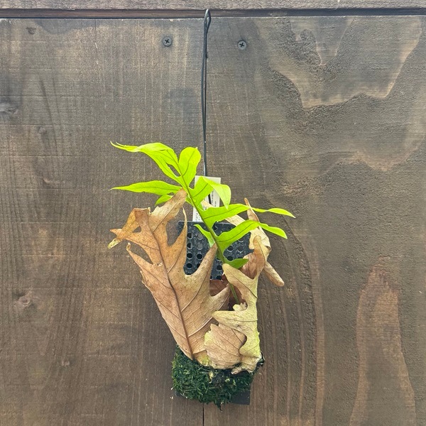 シダ植物 観葉植物：ドリナリア クエルシフォリア*プラ板吊り | 観葉