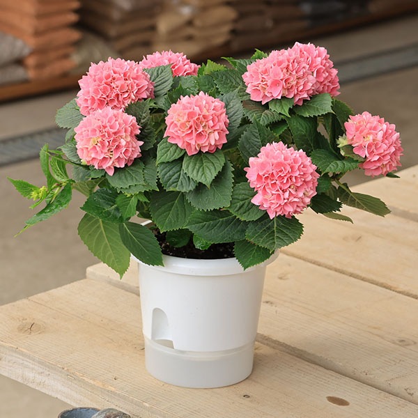 母の日特価！2鉢価格！星あつめ 茜雲 紫陽花 アジサイ 母の日 苗 苗木