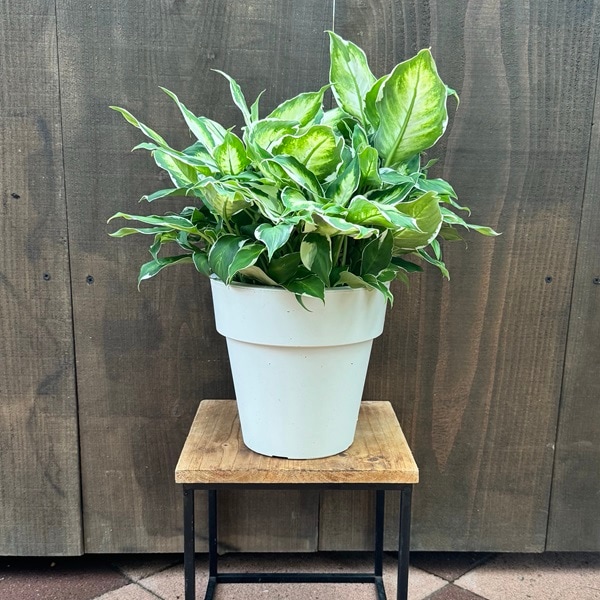 ���տ�ʪ���ǥ��ե���Х�����������ӥ塼�ƥ���*6��ץ�ݥå�