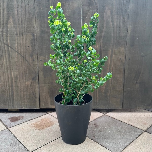 観葉植物：フィカス ベンジャミン バロック*7号黒プラポット | 観葉