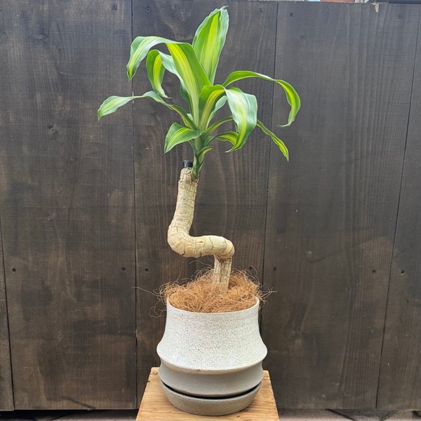 ���տ�ʪ��ȭ�����٤ޤ����ɥ饻�� �ޥå��󥲥��ʡ�ȭ����*���դ� �����䥷����