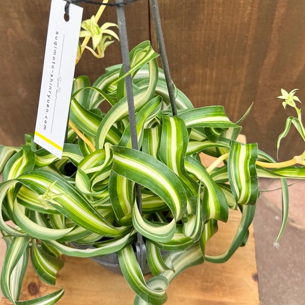 観葉植物：オリヅルラン ボニー*4号吊りL カール 折鶴蘭 | 観葉植物
