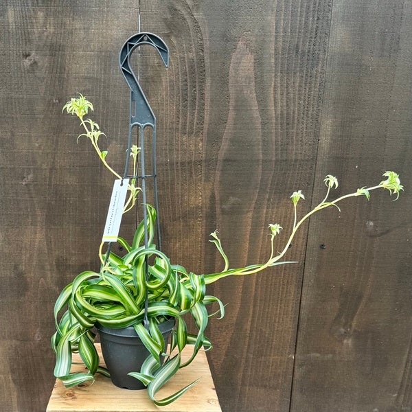 観葉植物：オリヅルラン ボニー*4号吊りL カール 折鶴蘭 | 観葉植物