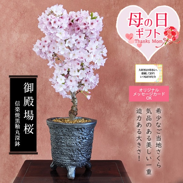 遅れてごめんね母の日 プレゼント 桜盆栽：母の日開花御殿場桜(信楽焼
