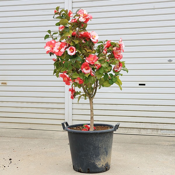 ���ڡ�����:�ء��京�ʤ�ʤ���ͤ��ܤ��*���ʸ¤ꡪ�ʤ�餭������100���������130���*�������ȯ�����ĤФ����ĥХ���