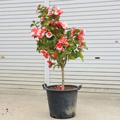 ���ڡ�����:�ء��京�ʤ�ʤ���ͤ��ܤ��*���ʸ¤ꡪ�ʤ�餭������100���������130���*�������ȯ�����ĤФ����ĥХ���