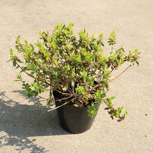 ġġ٥ꥢʥ󥷥㥤ǥɥ꡼*٤ꤢꥢ٥ꥢ5ݥåȡȯ