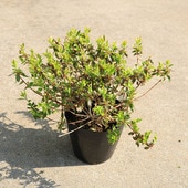 �����ġ������ġ����٥ꥢ�ʥ��󥷥㥤��ǥ��ɥ꡼���*���٤ꤢ�������ꥢ�٥ꥢ��5��ݥåȡ��������ȯ��