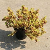 �����ġ������ġ����٥ꥢ�ʥȥꥫ�顼���㡼���*���٤ꤢ�������ꥢ�٥ꥢ��5��ݥåȡ��������ȯ��