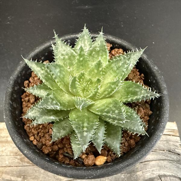 ¿����ʪ���ϥ������ �֥��å���*��6���