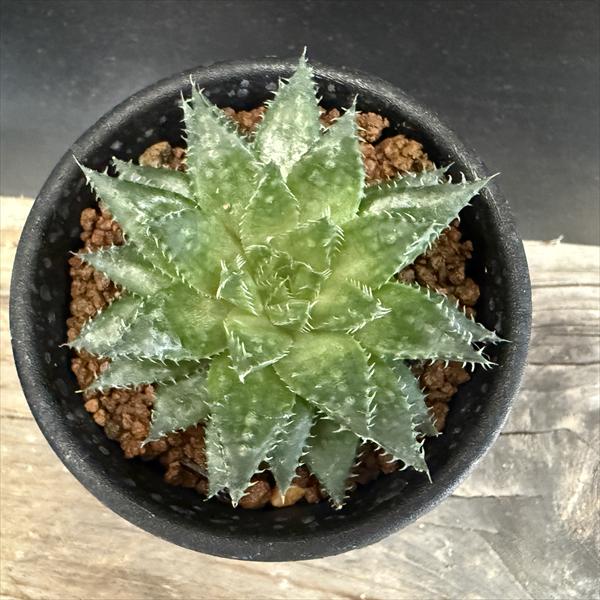 特選実生ペキー 選抜苗 多肉植物 ハオルチア アロエ 楽天市場】多肉植物：硬葉ハオルチアhyb.*幅7cm : 遊恵盆栽