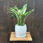 ���տ�ʪ�������ꥹ�ѥƥ��ե���� ȭ����*������ ���ѥåƥ� �Хꥨ����