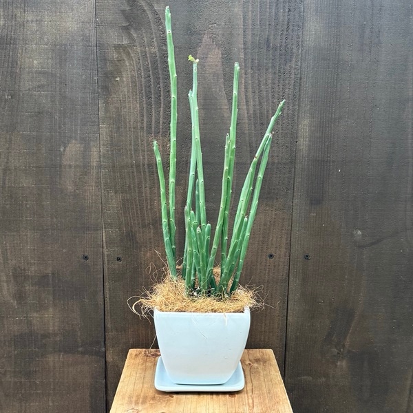 観葉植物 多肉植物：ユーフォルビア フォスフォレア 鉢植え 受皿