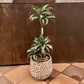 ���տ�ʪ���ɥ饻�� �������ɥ��奨�� ȭ���С�*���۾����դ� �緿��ޥ���