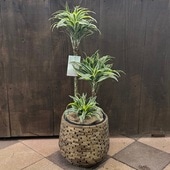 ���տ�ʪ���ɥ饻�� ���ץ饤�� ȭ���С�*���۾����դ� �緿��ޥ���