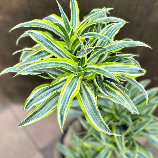 観葉植物：ドラセナ サプライズ 鉢カバー*麻布飾り付き 大型