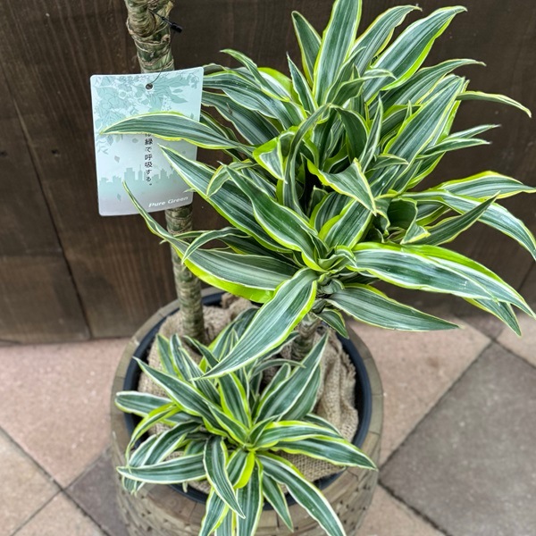 観葉植物：ドラセナ サプライズ 鉢カバー*麻布飾り付き 大型