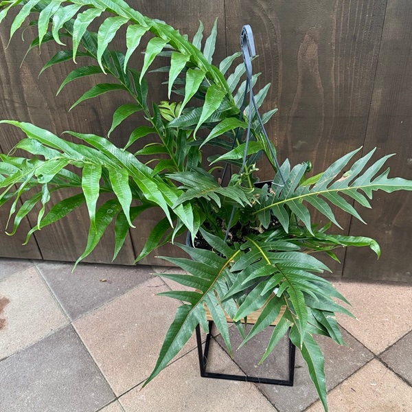 観葉植物：アグラモルファ コロナンス*カザリシダ 8号吊り | 観葉植物