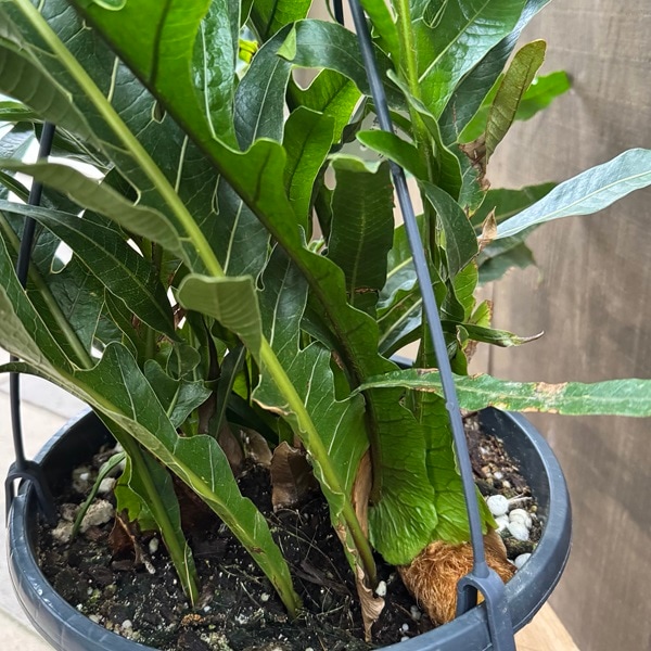 観葉植物：アグラモルファ コロナンス*カザリシダ 8号吊り | 観葉植物