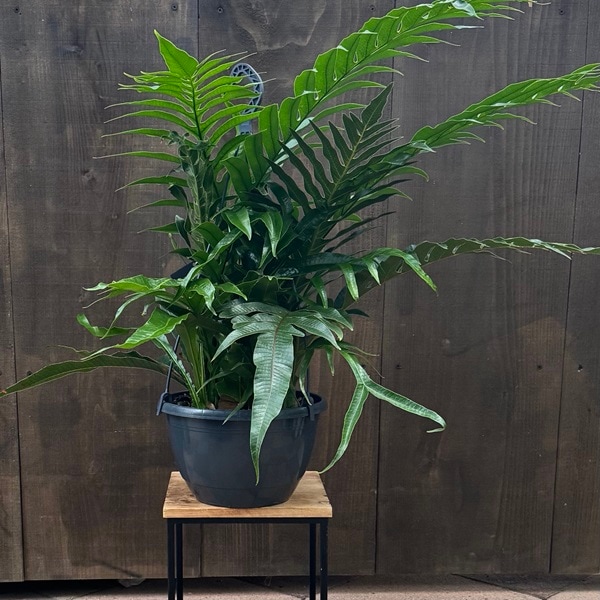 観葉植物：アグラモルファ コロナンス*カザリシダ 8号吊り | 観葉植物