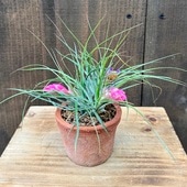 ���տ�ʪ������󥸥� ȭ����*�⥹�ݥå� �����ץ��� Tillandsia