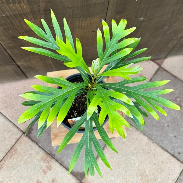花苗 観葉植物：グレビレア ゴールド*5号 バイレヤナ | 観葉植物