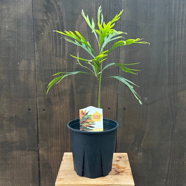 花苗 観葉植物：グレビレア ゴールド*5号 バイレヤナ | 観葉植物