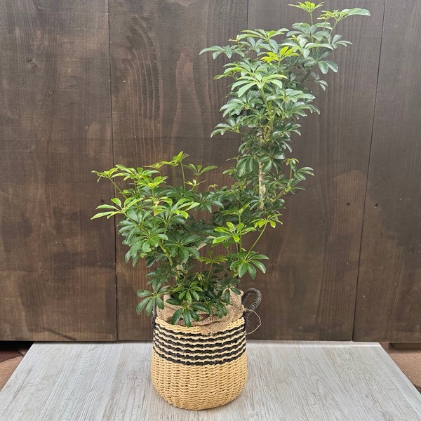 おしゃれ 観葉植物：シェフレラ コンパクタ*鉢カバー バスケット 麻布
