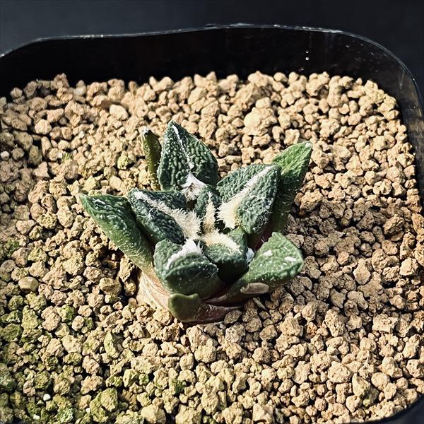 ���ܥƥ󡧥��ꥪ����ץ�������ð������*M ��3���