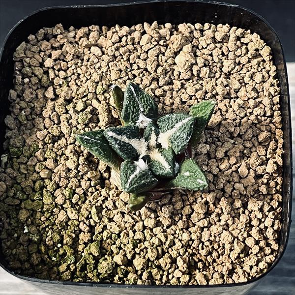 サボテン アリオカルプス アガベ牡丹 実生 サボテン：アリオカルプス アガベ牡丹 実生*幅4.5cm : 遊恵