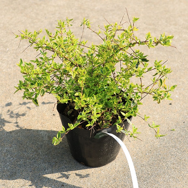 �����ġ������ġ����٥ꥢ�ʥۡ��ץ쥤����*���٤ꤢ�������ꥢ�٥ꥢ��5��ݥåȡ��������ȯ��