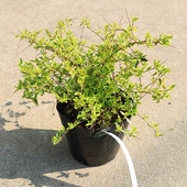 �����ġ������ġ����٥ꥢ�ʥۡ��ץ쥤����*���٤ꤢ�������ꥢ�٥ꥢ��5��ݥåȡ��������ȯ��