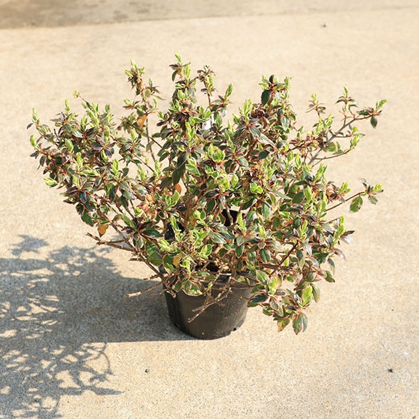 �����ġ������ġ����٥ꥢ�ʥޥ��å����祳�졼�ȡ�*���٤ꤢ�������ꥢ�٥ꥢ��5��ݥåȡ��������ȯ��