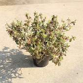 �����ġ������ġ����٥ꥢ�ʥޥ��å����祳�졼�ȡ�*���٤ꤢ�������ꥢ�٥ꥢ��5��ݥåȡ��������ȯ��