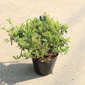 �����ġ������ġ����٥ꥢ�ʥ�å������åȡ�*���٤ꤢ�������ꥢ�٥ꥢ��5��ݥåȡ��������ȯ��