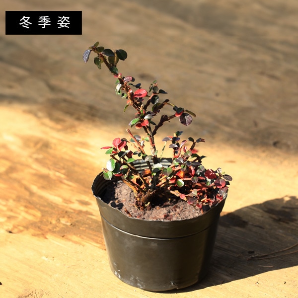 苗・盆栽苗：紅紫檀（紅したん）*ベニシタン | 新着商品 | 遊恵盆栽 本店