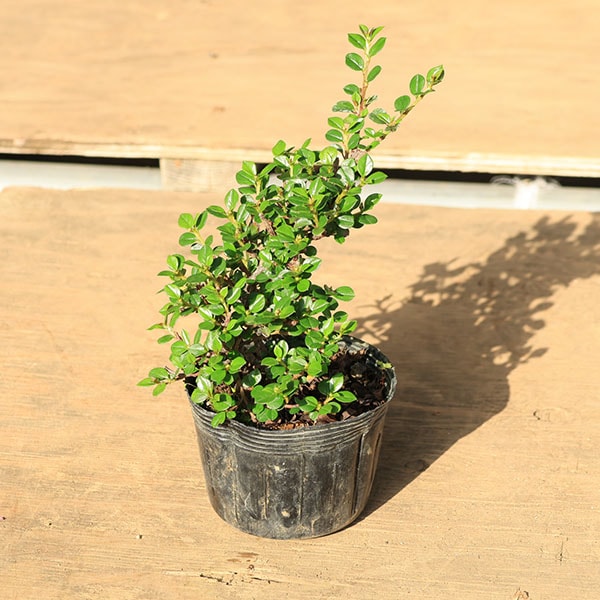 苗・盆栽苗：紅紫檀（紅したん）*ベニシタン | 新着商品 | 遊恵盆栽 本店