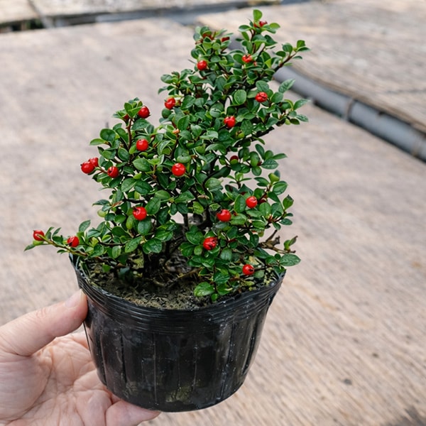 苗・盆栽苗：紅紫檀（紅したん）*ベニシタン | 新着商品 | 遊恵盆栽 本店