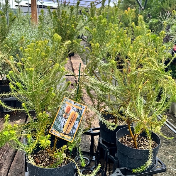 観葉植物 鉢花 苗：バンクシア エリシフォリア*6号 ヒースバンクシア