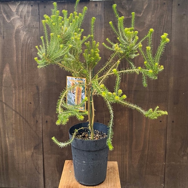 観葉植物 鉢花 苗：バンクシア エリシフォリア*6号 ヒースバンクシア