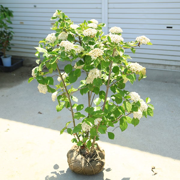 庭木・植木・シンボルツリー：ハクサンボク（白山木）* 樹高90cm